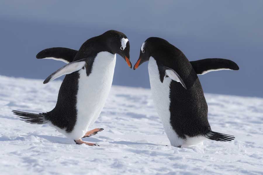 Hurtigruten expeditie Antarctica, South Georgia en Falkland Eilanden met BBI Travel
