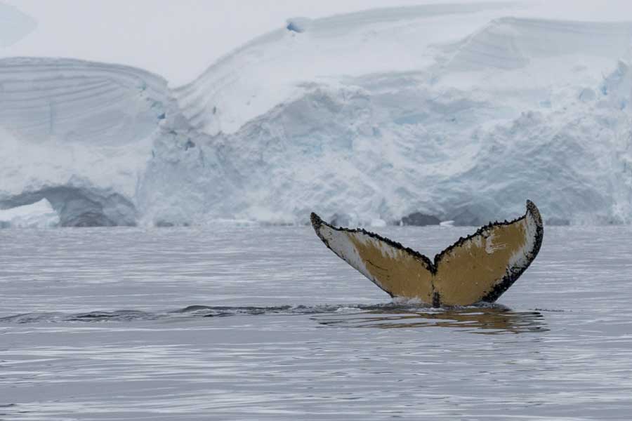 Hurtigruten expeditie Antarctica, South Georgia en Falkland Eilanden met BBI Travel