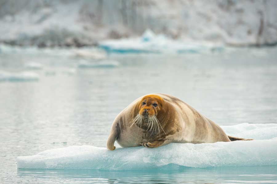 Vakantie 2022 6-Daagse Spitsbergen en polar beer expeditie in Diversen (Noorwegen, Noorwegen)