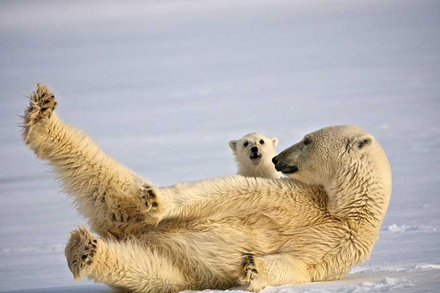 IJsberen spotten tijdens een Hurtigruten expeditie reis 