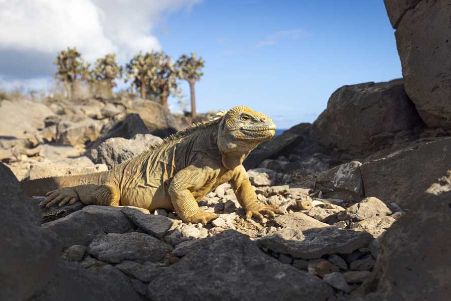 Hurtigruten expeditie Galapagos met BBI Travel