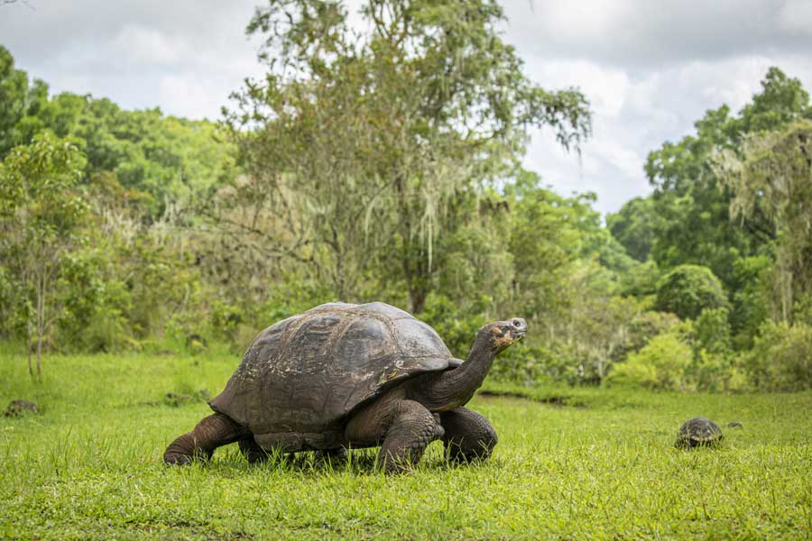 Hurtigruten expeditie Galapagos met BBI Travel