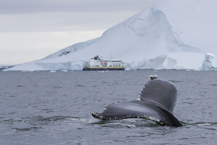 Walvis in Antarctica met HX expedities