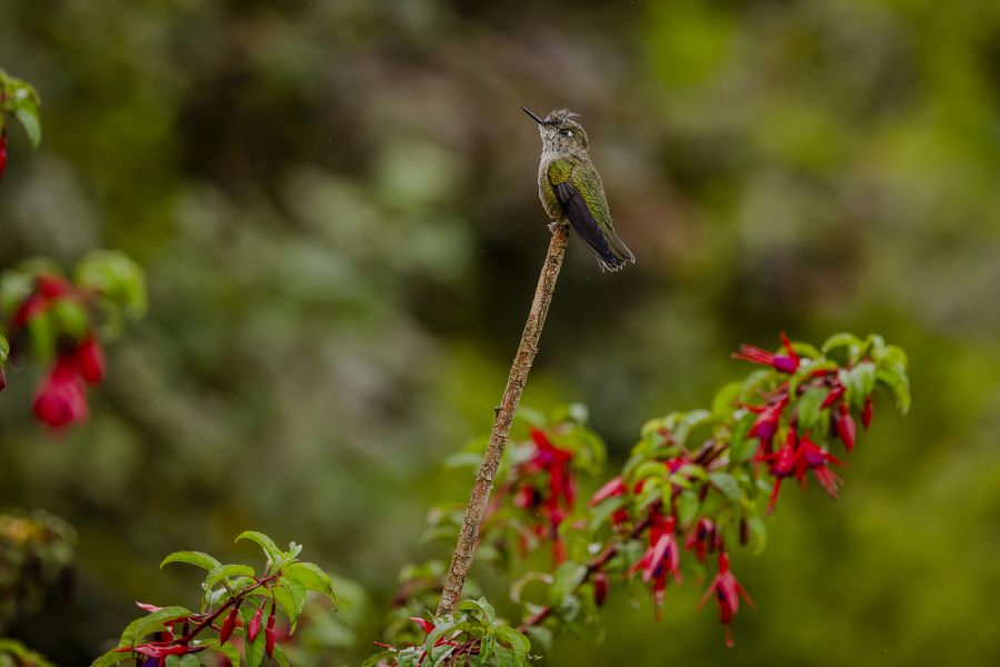 Chili Puerto Eden, green-backed Firecrown