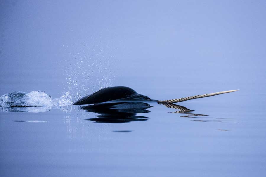 Baffin Island – Canada