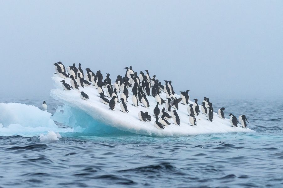 Thick-billed Murre – Hantzsch Islands, Canada