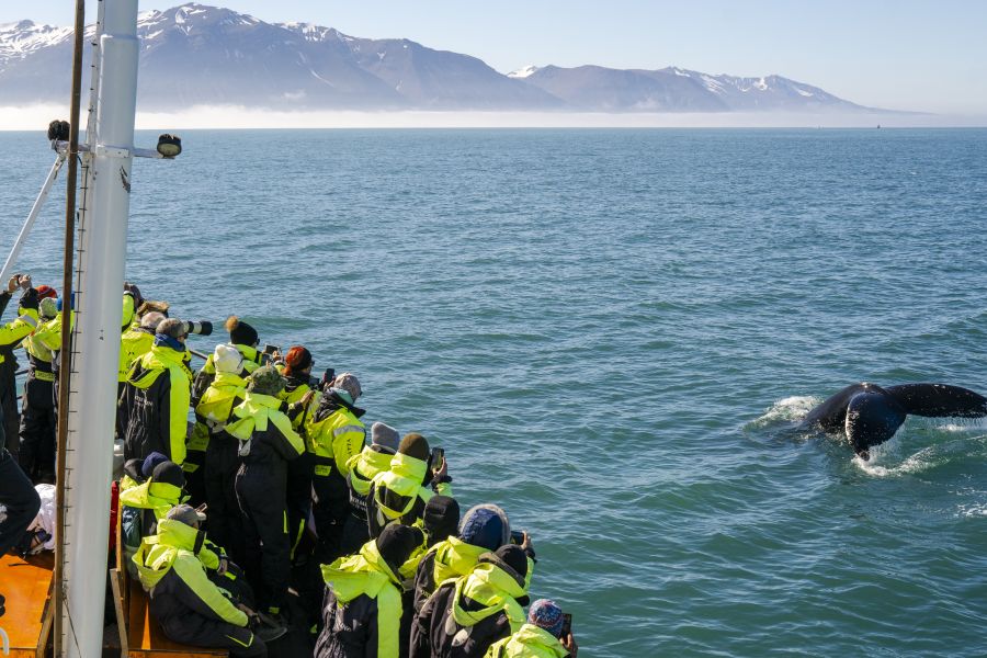 Iceland Humpback Whale Husavik 