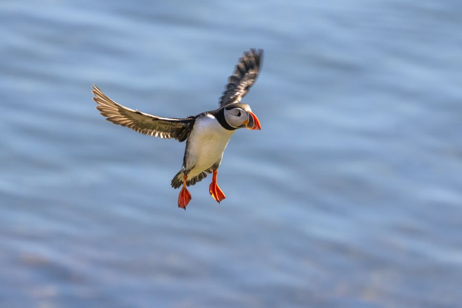 Iceland Puffin Bakkageroi