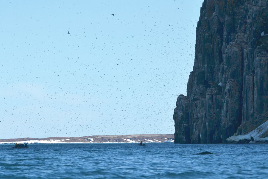 Vogelrots Alkefjellet