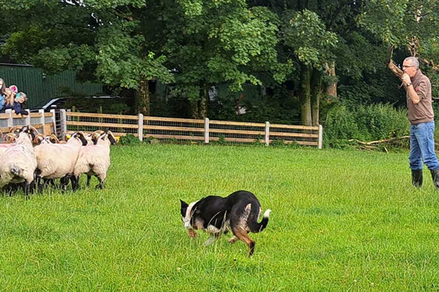 Schaapherder honden demonstratie