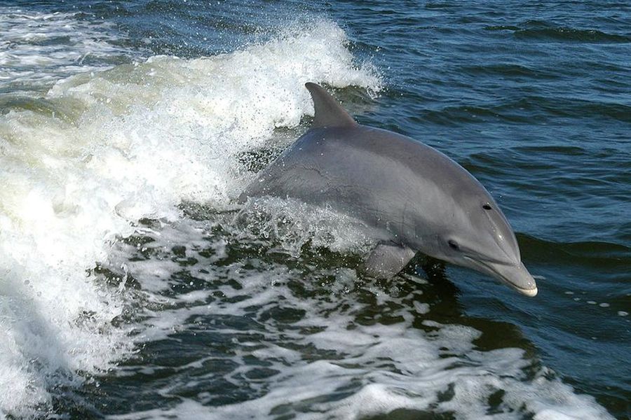 Dingle Sea Safari - Dingle