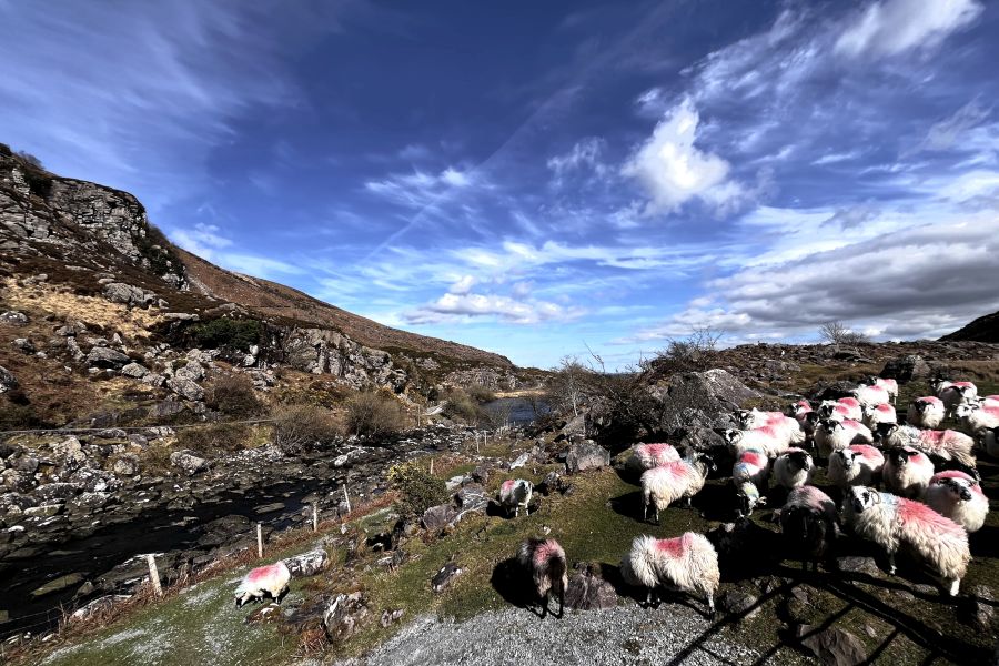 Gap Of Dunloe Adventure vanuit Killarney
