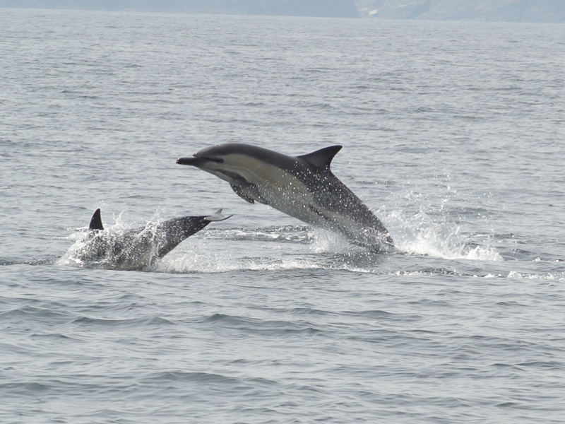 Walvissen & dolfijnen spotten vanuit Baltimore