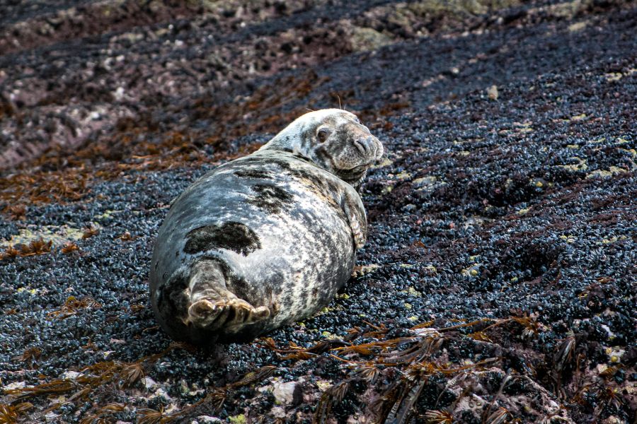 Wildlife Eco Cruise - Valentia Island