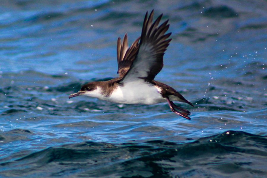 Wildlife Eco Cruise - Valentia Island
