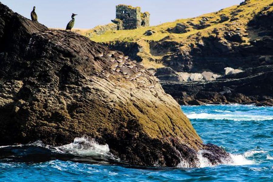 Wildlife Eco Cruise - Valentia Island