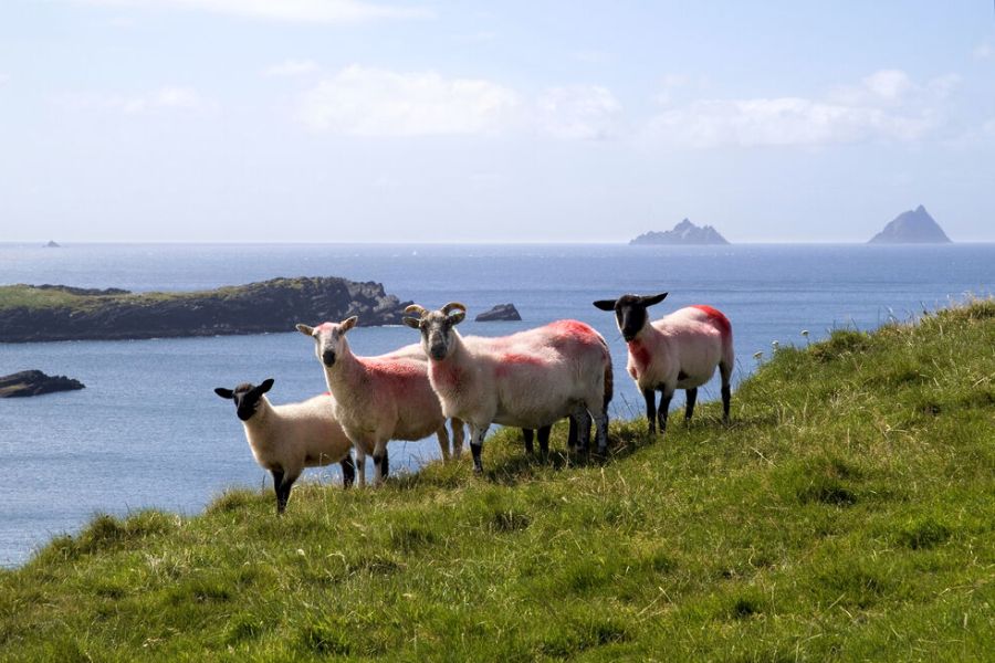 Ultimate Skellig Coast Tour - Valentia Island