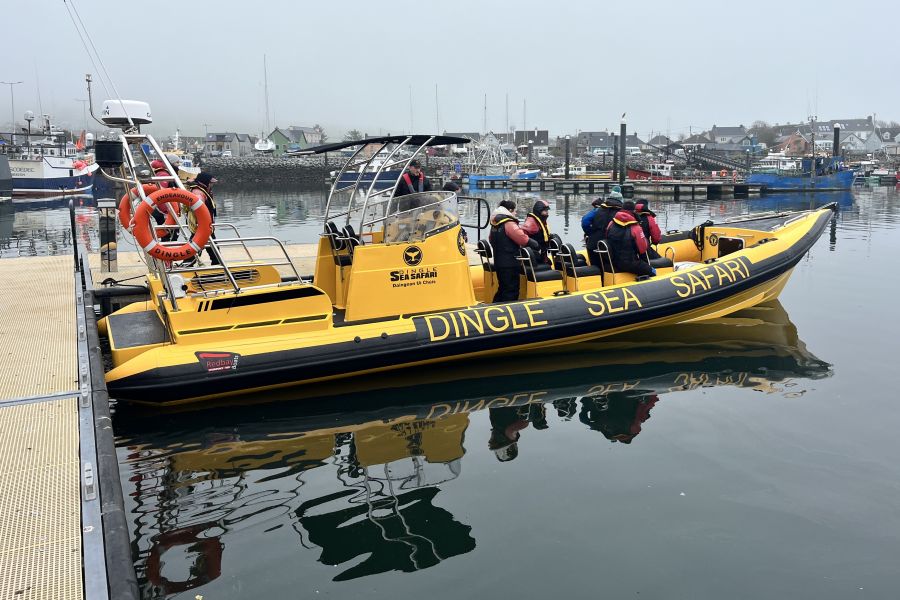 Dingle Sea Safari - Dingle