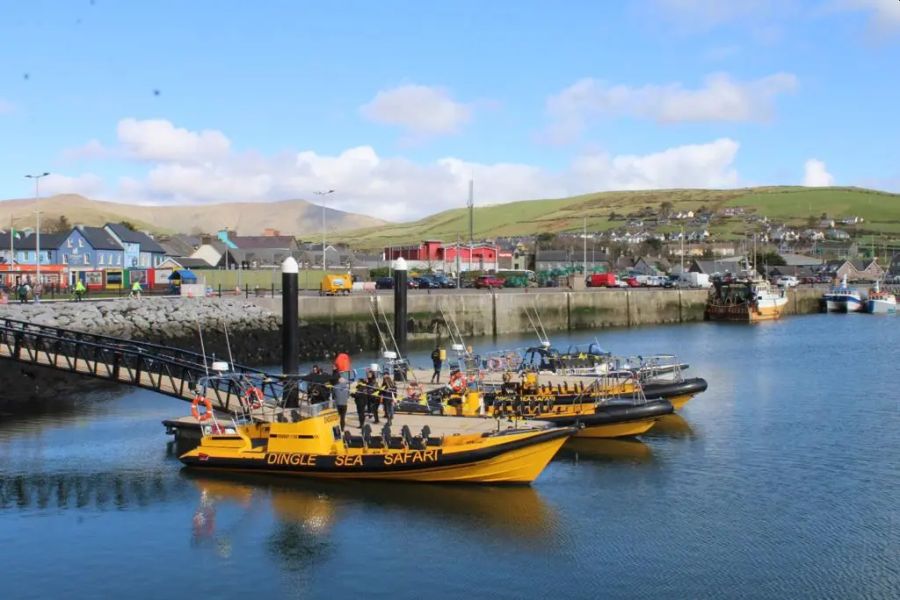 Dingle Sea Safari - Dingle