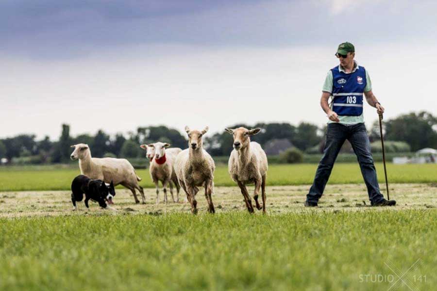 Schaapshond demonstratie, Grange