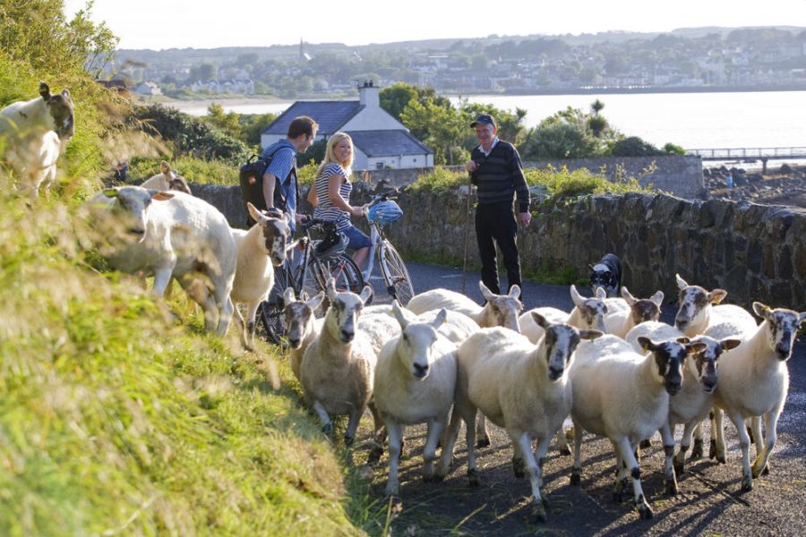 Twee fietsers kletsen met een voorbijganger terwijl ze wachten op een kudde schapen die de weg oversteken