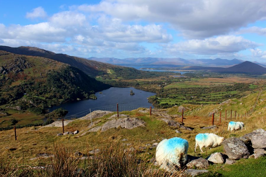 Drie schapen met een blauwe vlek op hun vacht op de bergkam van een gebergte in West Cork