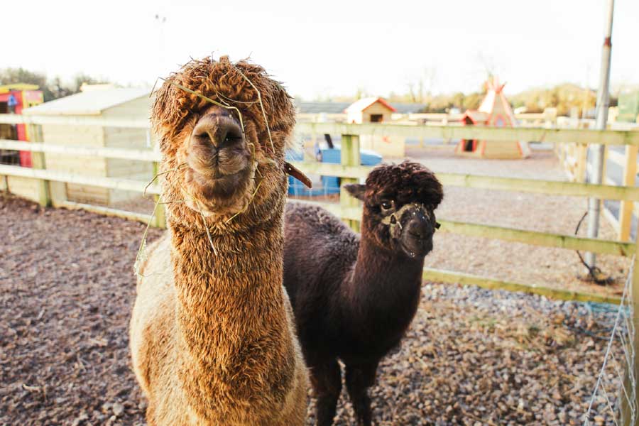 Dieren op de kinderboerderij