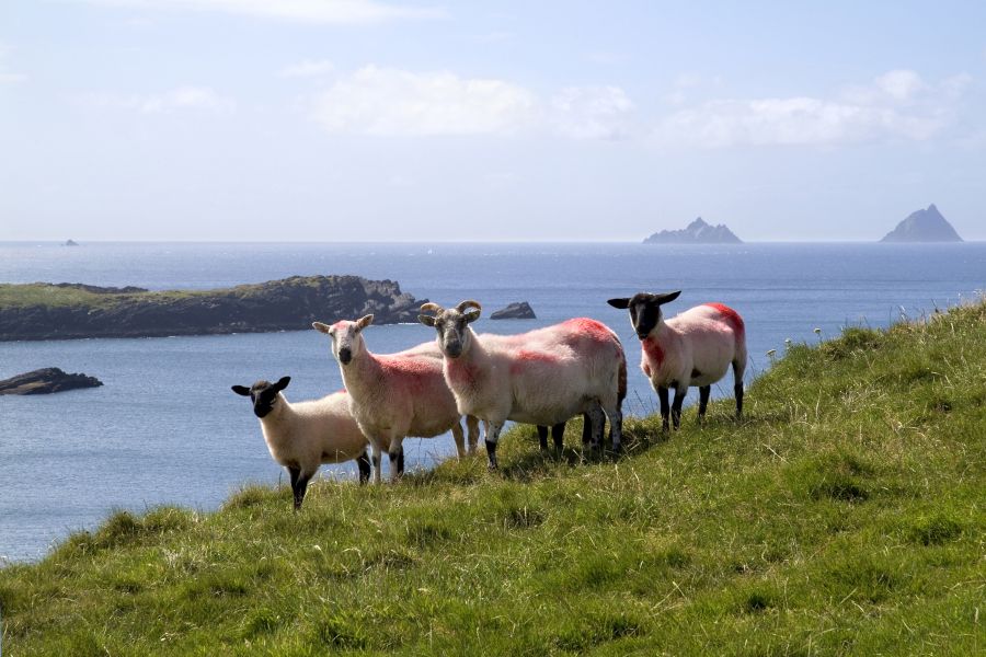 Wandel- en fietsreis Valentia Island