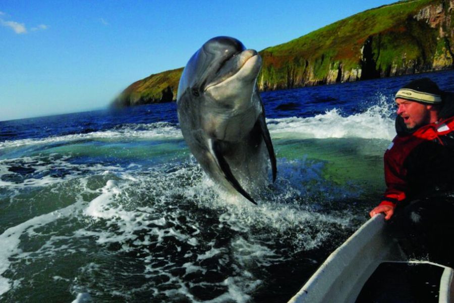 Dolfijn Dingle autorondrondreis Ierland