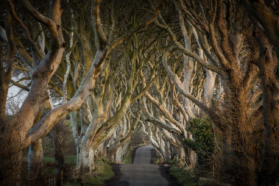 The Dark Hedges - The Kingsroad autorondreis Ierland Game of Thrones