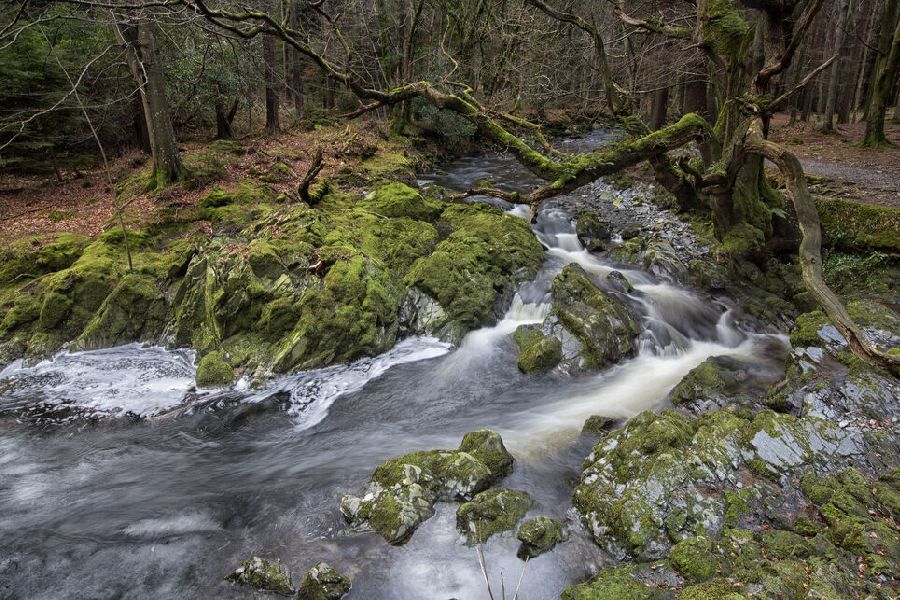 Tollymore Forest - Land Around Winterfell autorondreis Ierland Game of Thrones