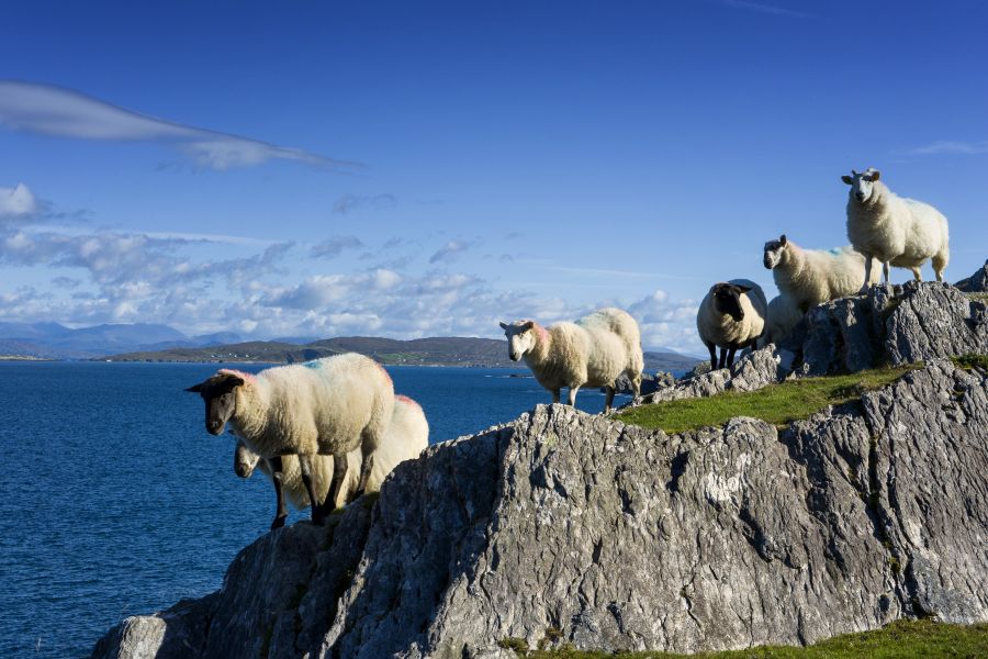 Schapen autorondreis Ierland luxe