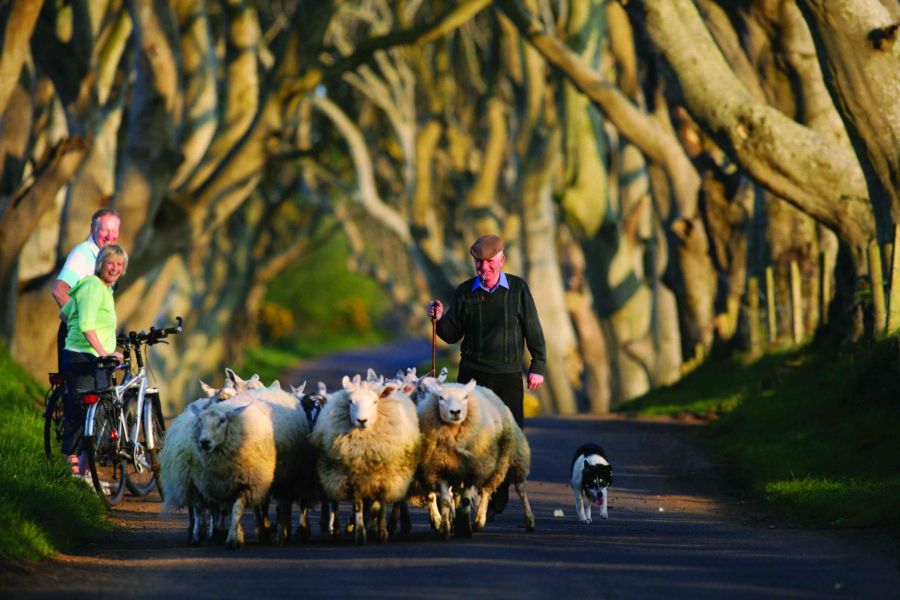 The Dark Hedges autorondreis Ierland Inns