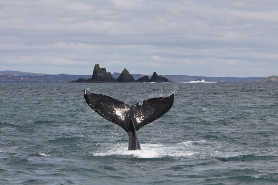 Walvis spotten - Baltimore