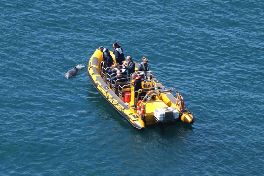 Sealife excursie Walvisspotten Baltimore