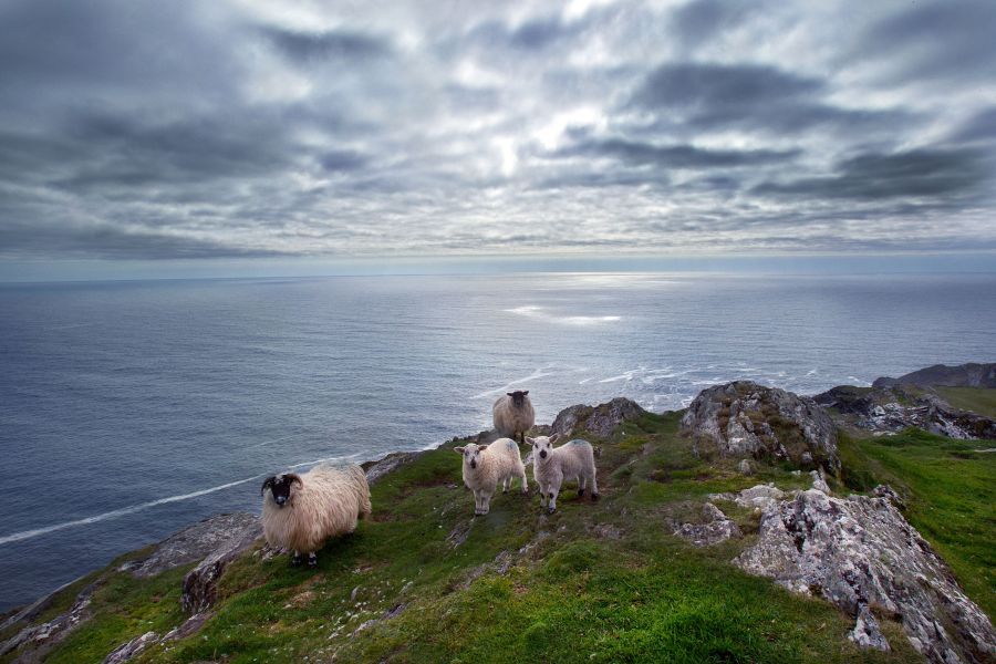 Sheep Head Walvisspotten Baltimore