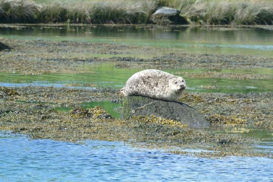 Zeehond Walvisspotten Baltimore