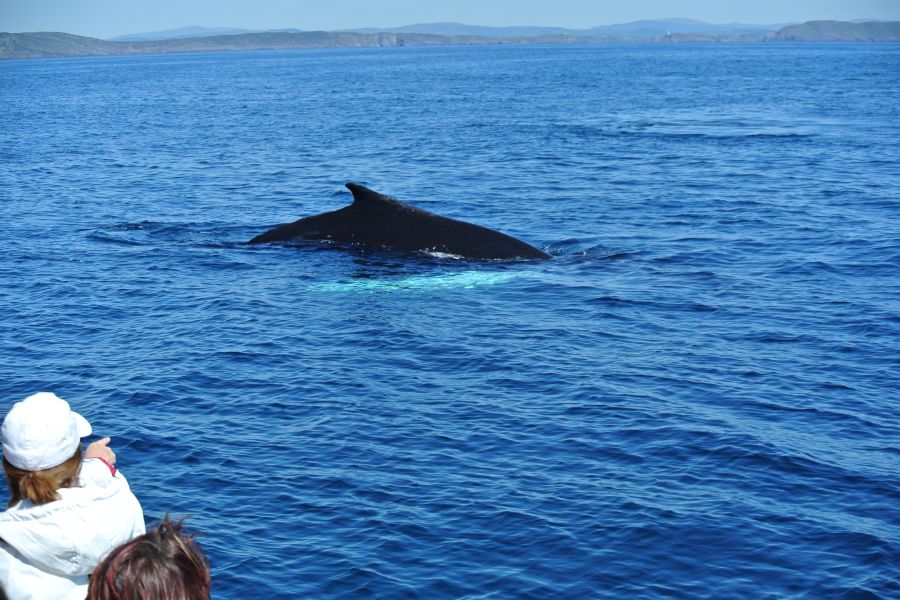 Walvis Walvisspotten Baltimore