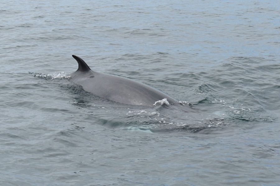 Walvis Walvisspotten Baltimore