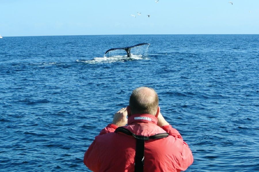 Sealife Excursie Walvisspotten Baltimore