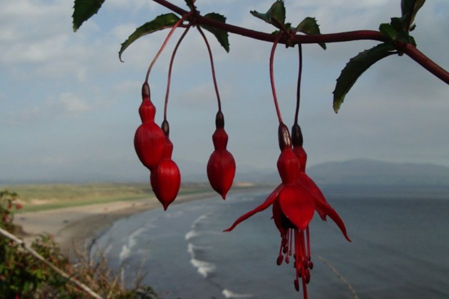 Dingle Way 8-Daagse wandeltrektochten (individueel)