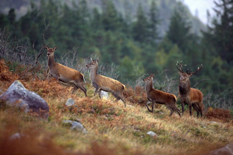 Red Deer Kerry