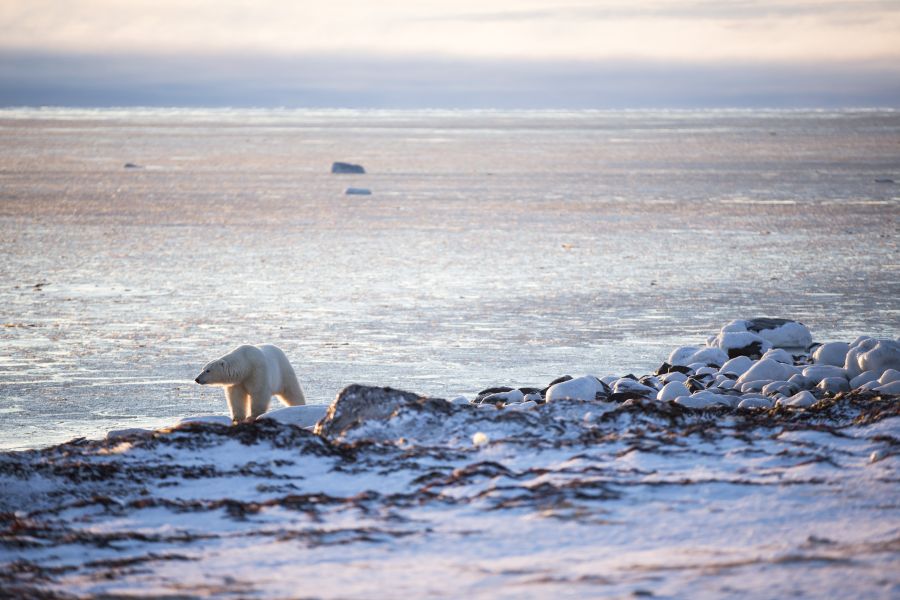 IJsbeer bij Hudson Bay bij Churchill in Manitoba in Canada.