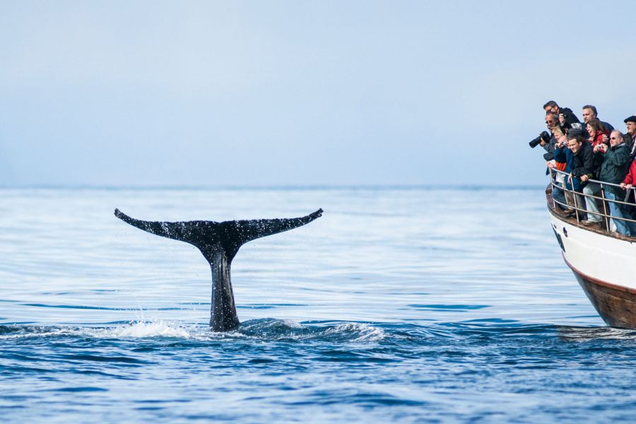 Husavik whale watching, busrondreis IJsland