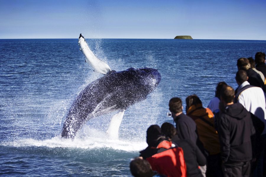 Husavik Whale Watching, busrondreis IJsland