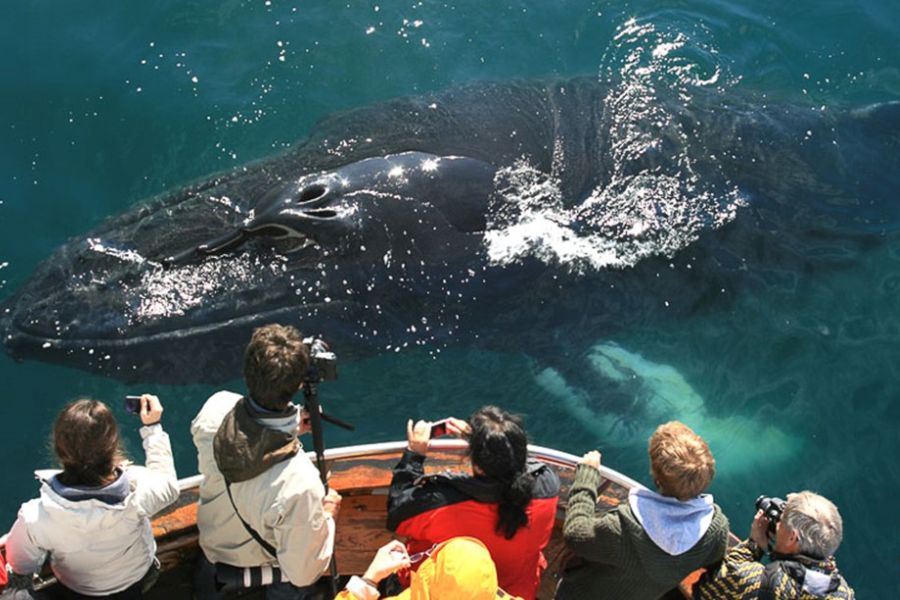 Vakantie Whale Watching vanuit Dalvik in Diversen (IJsland, IJsland)