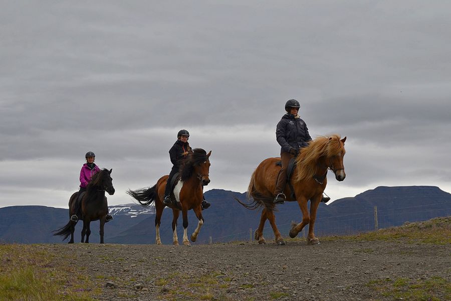 Vakantie Paardrijden vanuit Varmahlid in Diversen (IJsland, IJsland)