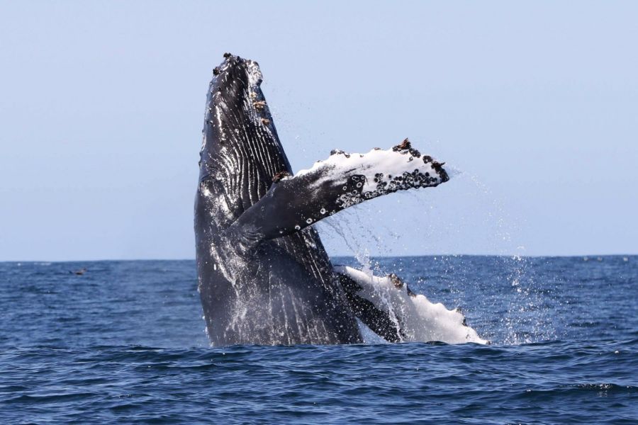 Whale Watching vanuit Holmavik/Westfjords