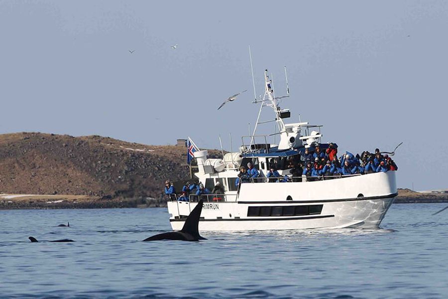 Whale Watching Holmavik Westfjords