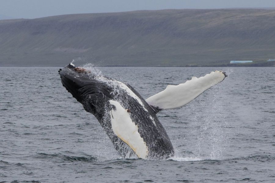 Whale Watching Holmavik Westfjords